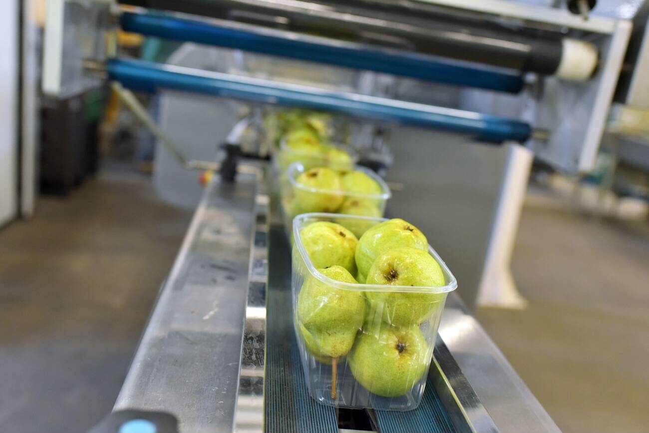 Packaged fruit moving through an automated food packaging line